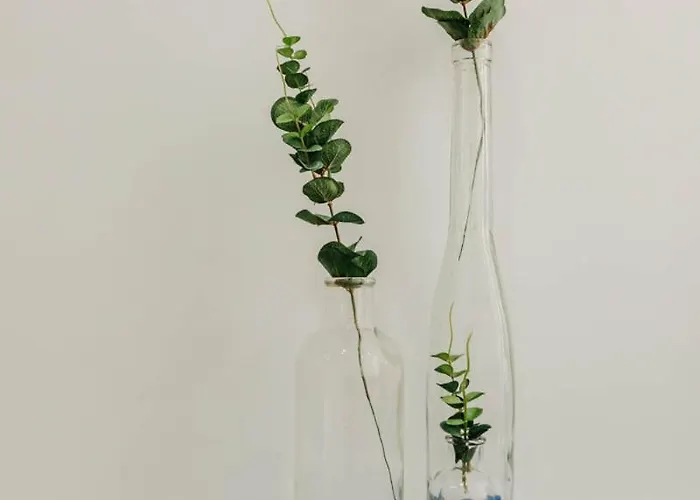 Dandy's Blue Setúbal